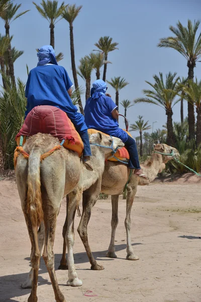 Afrika, maroc, marakech, chameaux, tourisme — Stockfoto