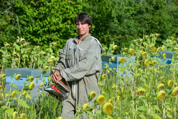 Bee Keeper werken met Bee Hives in een zonnebloem fiel — Stockfoto