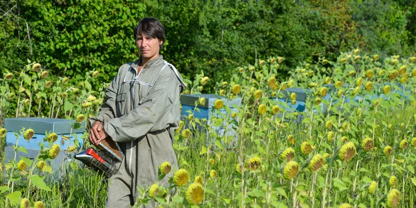 Bee Keeper werken met Bee Hives in een zonnebloem fiel — Stockfoto