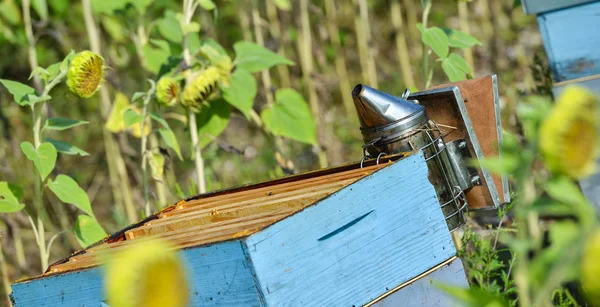 Imker arbeitet mit Bienenstöcken im Sonnenblumenfeld — Stockfoto