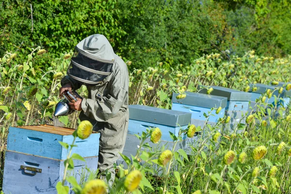 Bee Keeper arbetar med Bee Hives i en solros fiel — Stockfoto