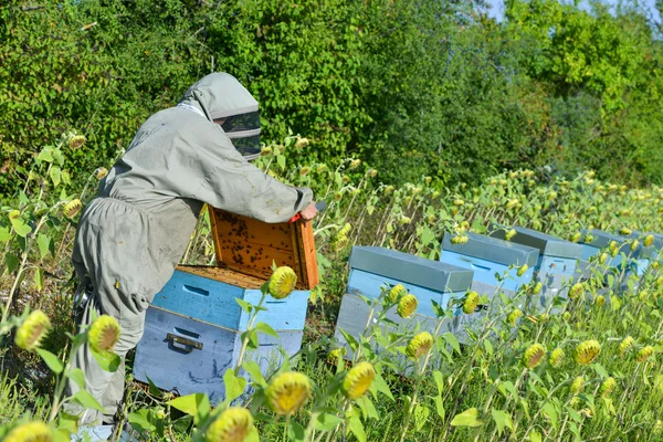 Bee Keeper arbetar med Bee Hives i en solros fiel — Stockfoto