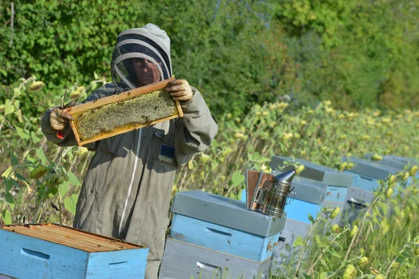 Bee Keeper spolupracuje s Bee Hives v slunečnicových polí — Stock fotografie