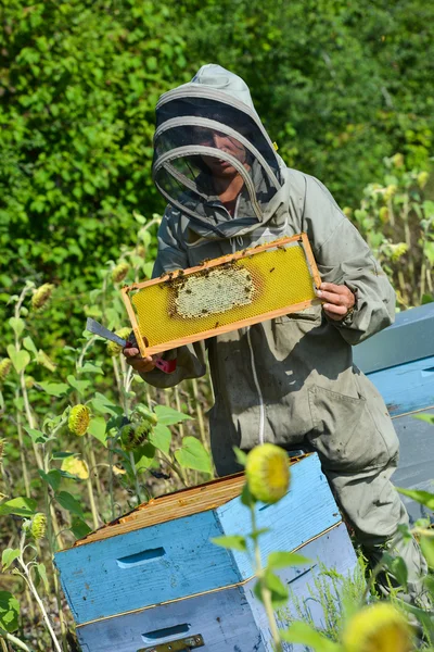 Bee Keeper spolupracuje s Bee Hives v slunečnicových polí — Stock fotografie