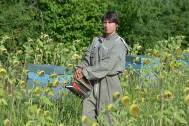 Kaleci arı arı Hives ayçiçeği fiel içinde ile çalışma