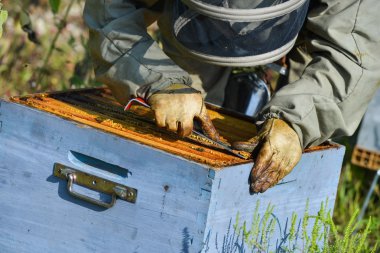 Kaleci arı arı Hives ayçiçeği fiel içinde ile çalışma