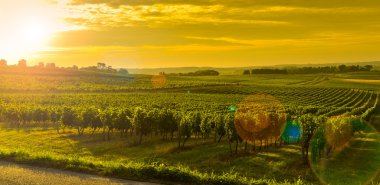 Vineyard Sunrise - Landscape-Bordeaux Vineyard clipart