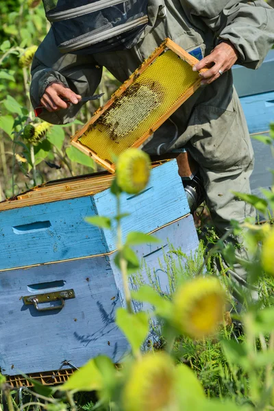 Méh állattartó dolgozó méh csalánkiütés, napraforgó mező — Stock Fotó