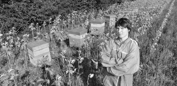 Méh állattartó dolgozó méh csalánkiütés, napraforgó mező — Stock Fotó