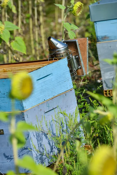 Bee Keeper spolupracuje s Bee Hives v slunečnicových polí — Stock fotografie
