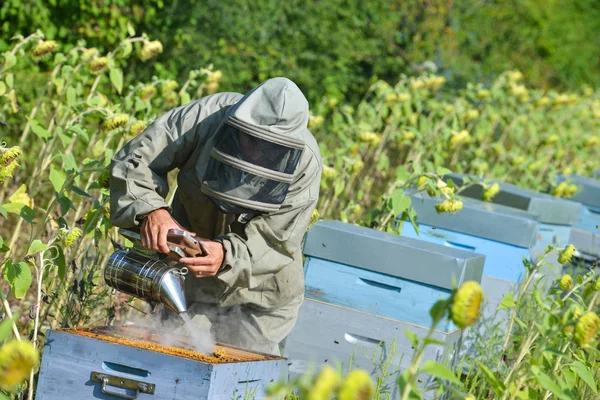 Bee Keeper spolupracuje s Bee Hives v slunečnicových polí — Stock fotografie