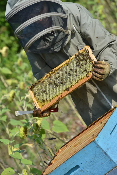 Bee Keeper spolupracuje s Bee Hives v slunečnicových polí — Stock fotografie