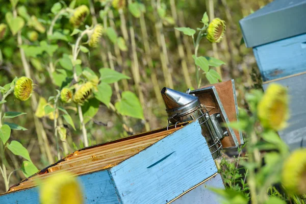 꿀벌 골키퍼 해바라기 기분이에 벌 하이브 사용 — 스톡 사진