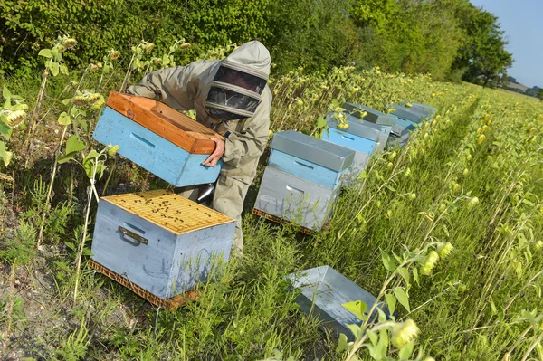 Apicultor Trabalhando com colmeias de abelhas em um girassol fiel — Fotografia de Stock