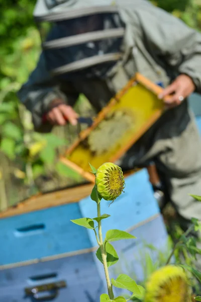 Μέλισσα Keeper λειτουργεί με κυψέλες μελισσών σε ένα ηλιέλαιο πεδίων — Φωτογραφία Αρχείου