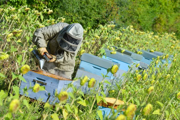 Bee Keeper spolupracuje s Bee Hives v slunečnicových polí — Stock fotografie