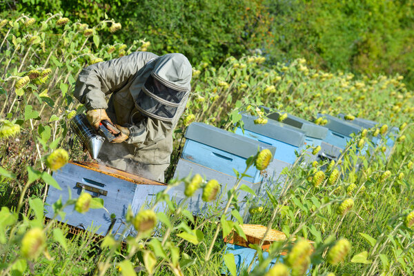 Bee Keeper Working with Bee Hives in a sunflower fiel