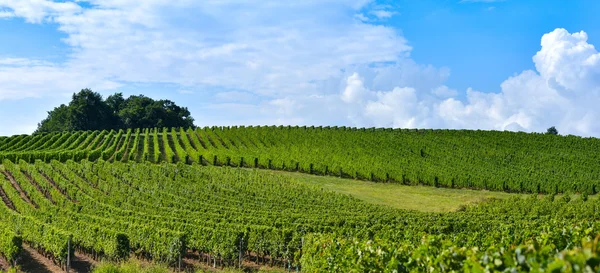 Vigneto Alba - Paesaggio-Bordeaux Vineyard — Foto Stock