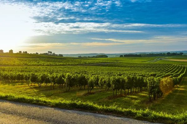 Weinberg Sonnenaufgang - Landschaft-Bordeaux-Weinberg — Stockfoto