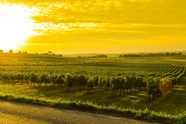 Vineyard Sunrise - Landscape-Bordeaux Vineyard — Stock Photo, Image