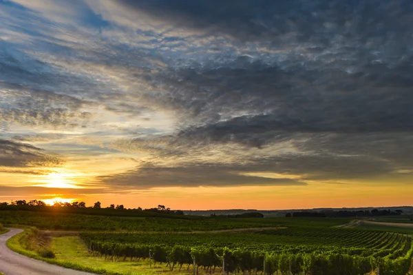 Sunrise winnic - Winnica krajobraz Bordeaux — Zdjęcie stockowe