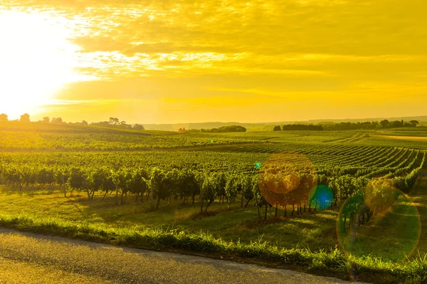 Vinice Sunrise - krajina Bordeaux vinice — Stock fotografie