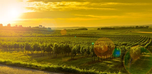 Wijngaard Sunrise - landschap-Bordeaux wijngaard — Stockfoto
