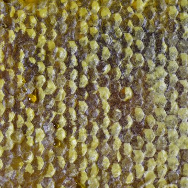 Yapışkan petek sızmaya tatlım