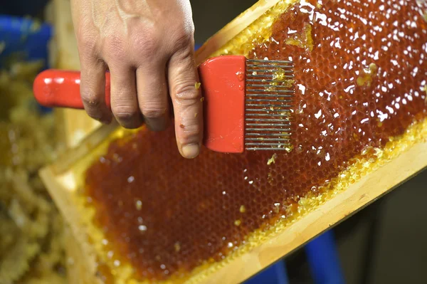 Female beekeeper in workshop scraping honeycomb frame — Stock Photo, Image