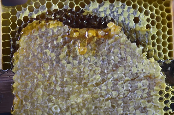 Honey oozing from sticky honeycomb — Stock Photo, Image