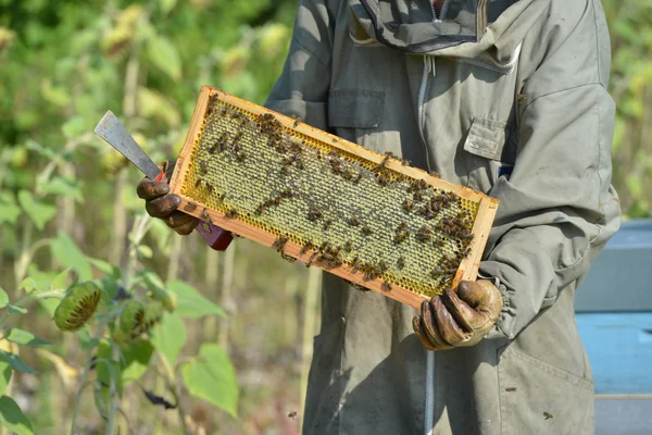 Apicultor Trabalhando com colmeias em um campo de girassol — Fotografia de Stock