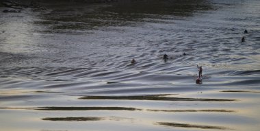 Surfers catch waves created by the tidal bore at Vague du Mascaret in Podensac, Gironde during the late afternoon. The shoreline reflects the warm colors of the setting sun.