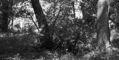 Bir palombe, uzun ağaçlar ve Leon Gölü yakınlarındaki yemyeşil ormanlarda uçar. Güneş ışığı yaprakların arasından süzülerek sakin bir atmosfer yaratır..