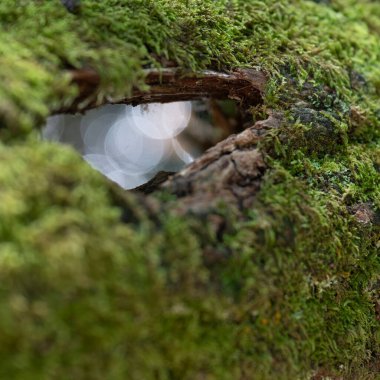 Yosun dolu bir ağaç gövdesine yakından bakınca küçük bir delik görünüyor. Açılıştan yansıyan güneş ışığı Landes 'teki Leon Gölü' nü çevreleyen canlı yeşil yosunları ve doğal güzellikleri vurgular..