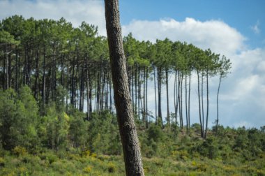 Kara ormanı, Molietler, çam ağaçlarının altında canlı fundalıklar çiçek açar. Açık mavi gökyüzü, huzurlu orman sahnesine cazibe katıyor. Açık havada mükemmel bir geri çekilme yaratıyor..
