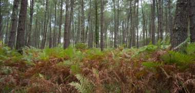 Lush green ferns grow prominently among towering pine trees in the Landes forest, capturing the tranquility of the natural environment on a clear day in Moliets.