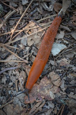 Kırmızı bir sümüklü böcek Courant de Huchet 'te orman zemininde yavaşça ilerler. Güneş ağaçların arasından süzülüyor, yeryüzünün çevresini aydınlatıyor ve yaprakları döküyor..