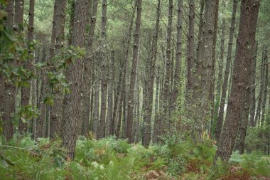 Lush green ferns grow prominently among towering pine trees in the Landes forest, capturing the tranquility of the natural environment on a clear day in Moliets.