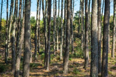 Kara ormanı, Molietler, çam ağaçlarının altında canlı fundalıklar çiçek açar. Açık mavi gökyüzü, huzurlu orman sahnesine cazibe katıyor. Açık havada mükemmel bir geri çekilme yaratıyor..