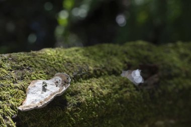 Lac de Leon yakınlarında yosun kaplı bir kütükte küçük bir mantarın büyüdüğü görülüyor. Yumuşak sabah ışığı ağaçların arasından süzülüyor, yemyeşil çevreyi ve doğanın karmaşık ayrıntılarını vurguluyor..