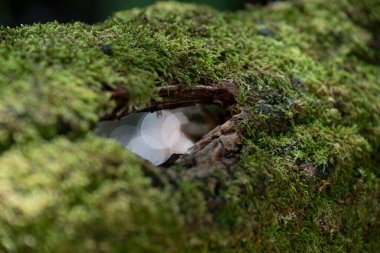 Yosun dolu bir ağaç gövdesine yakından bakınca küçük bir delik görünüyor. Açılıştan yansıyan güneş ışığı Landes 'teki Leon Gölü' nü çevreleyen canlı yeşil yosunları ve doğal güzellikleri vurgular..