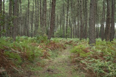 Uzun ağaçlar ve canlı eğreltiotlarıyla çevrili Moliets 'teki Landes çam ormanlarında huzurlu bir yürüyüş yolu rüzgarları esiyor. Yol, doğa meraklılarını sakin doğal manzarayı keşfetmeye davet ediyor..
