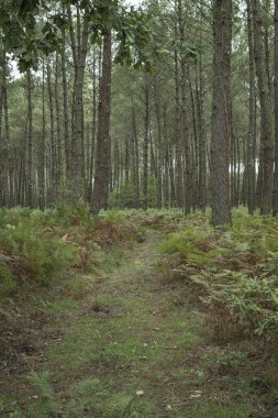 Uzun ağaçlar ve canlı eğreltiotlarıyla çevrili Moliets 'teki Landes çam ormanlarında huzurlu bir yürüyüş yolu rüzgarları esiyor. Yol, doğa meraklılarını sakin doğal manzarayı keşfetmeye davet ediyor..