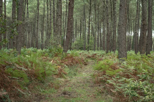 Uzun ağaçlar ve canlı eğreltiotlarıyla çevrili Moliets 'teki Landes çam ormanlarında huzurlu bir yürüyüş yolu rüzgarları esiyor. Yol, doğa meraklılarını sakin doğal manzarayı keşfetmeye davet ediyor..