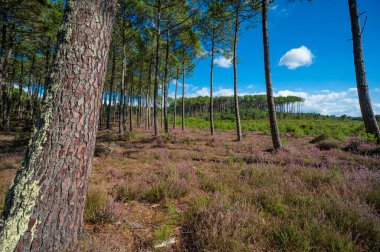 Kara ormanı, Molietler, çam ağaçlarının altında canlı fundalıklar çiçek açar. Açık mavi gökyüzü, huzurlu orman sahnesine cazibe katıyor. Açık havada mükemmel bir geri çekilme yaratıyor..