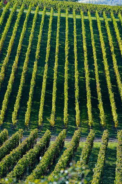 Wijngaarden - geometrische landschap in Bordeaux wijngaard — Stockfoto