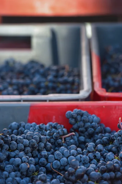 Crates of grapes stacked in vineyard — Stock Photo, Image