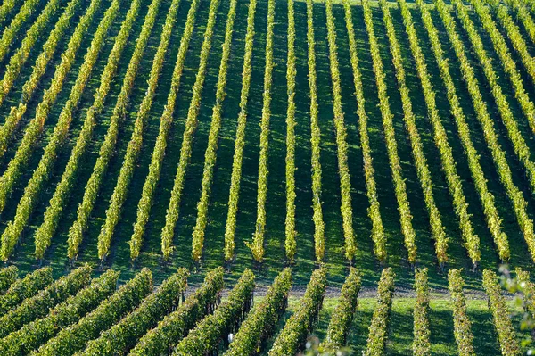 ブドウ園 - ボルドーのブドウ畑の幾何学的な景観 — ストック写真