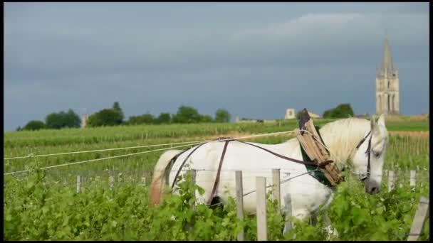 Vignoble du Travail avec un cheval blanc de trait-Saint-Emilion-France — Video