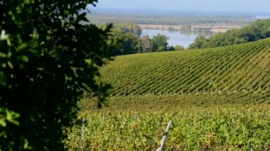 Güzel üzüm manzara-Bordeaux üzüm bağı